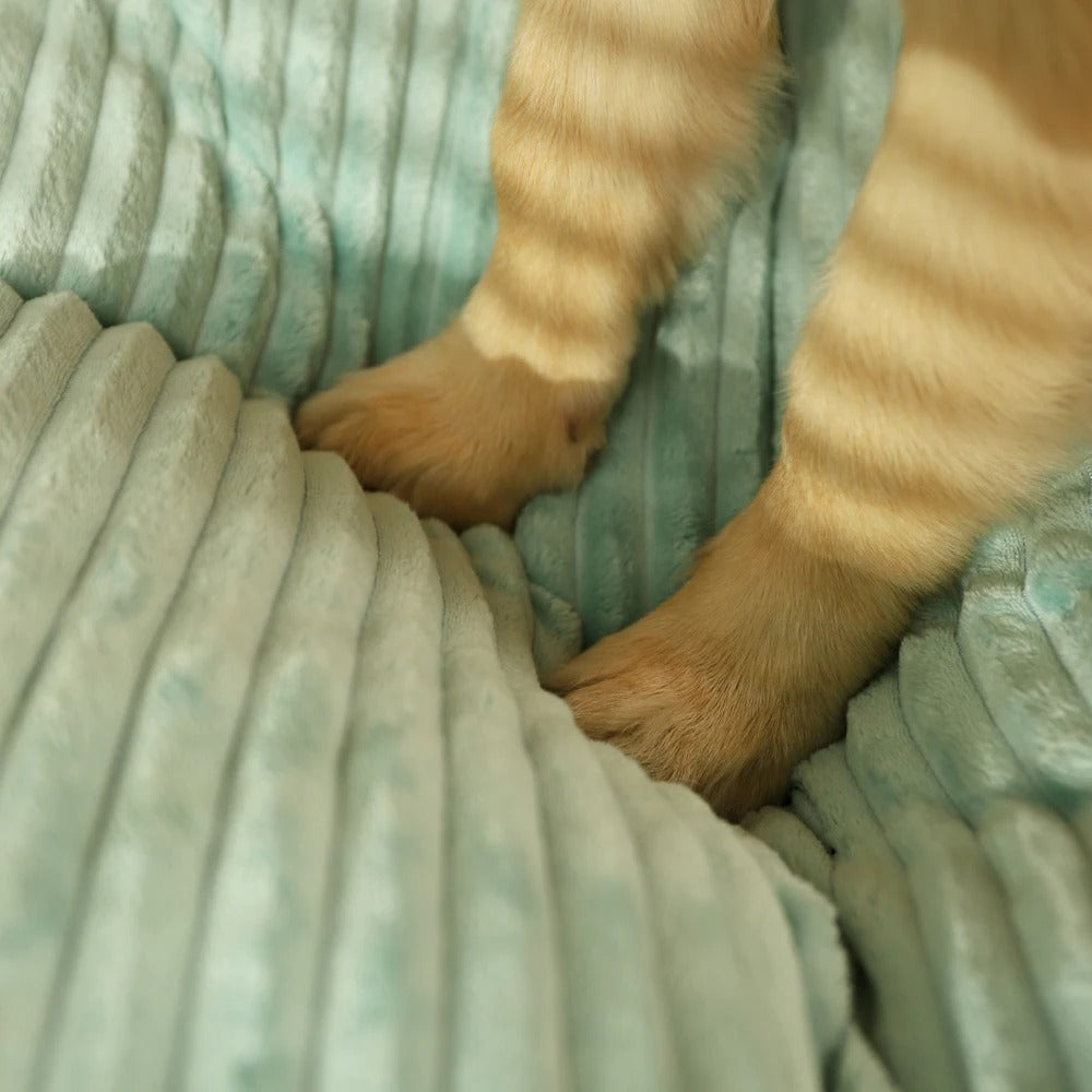 Hundhund med avtagbart fodral