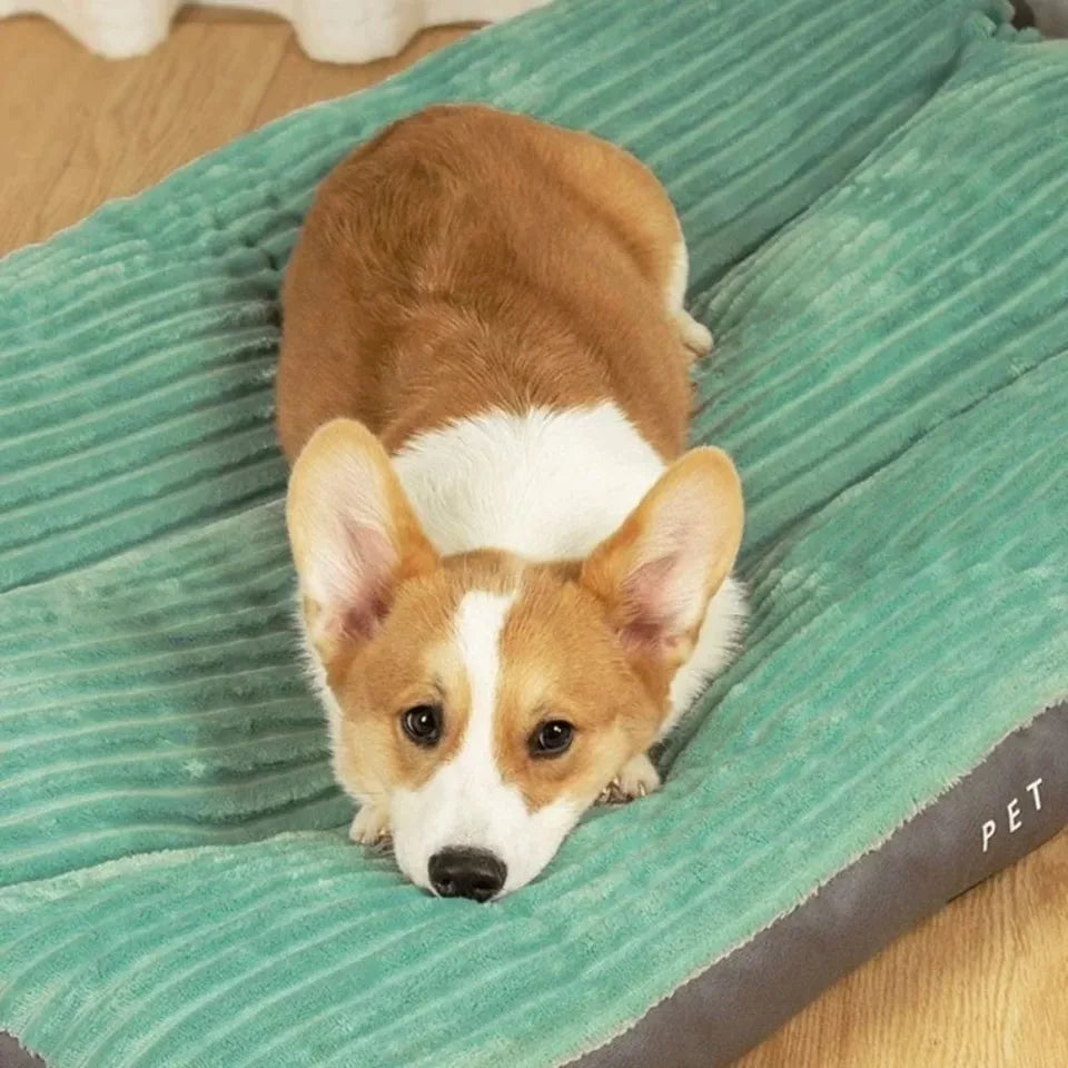 Hundhund med avtagbart fodral