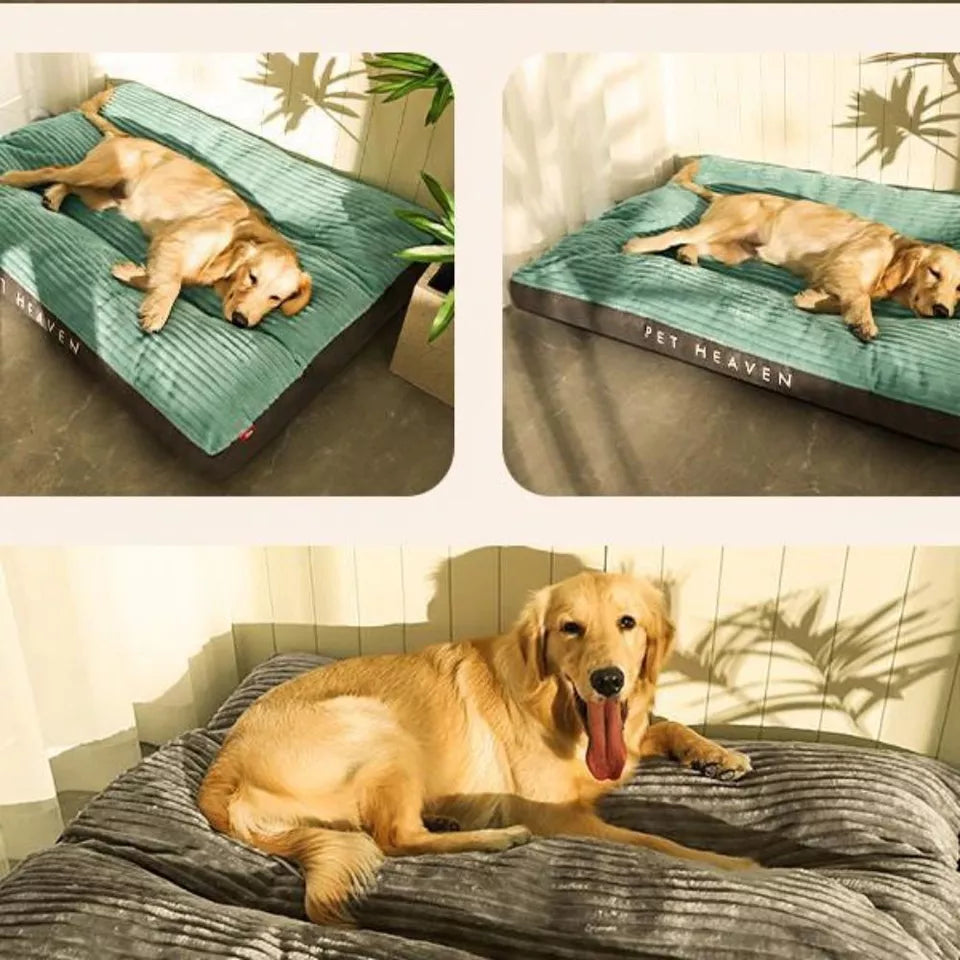 Hundhund med avtagbart fodral